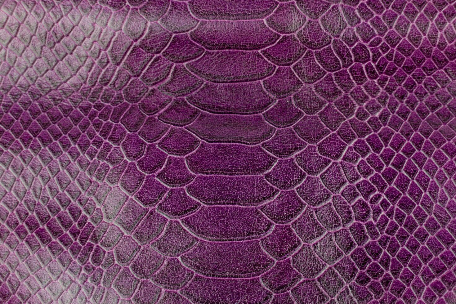 Purple crocodile leather texture background. Close up of snake skin. photo