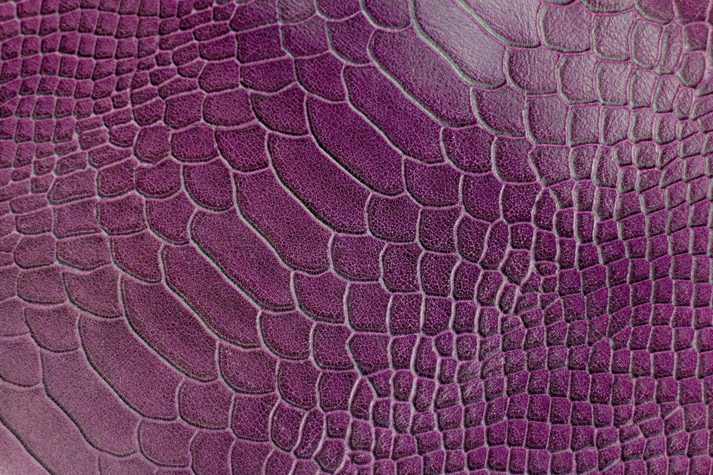 Purple crocodile leather texture background. Close up of snake skin. photo