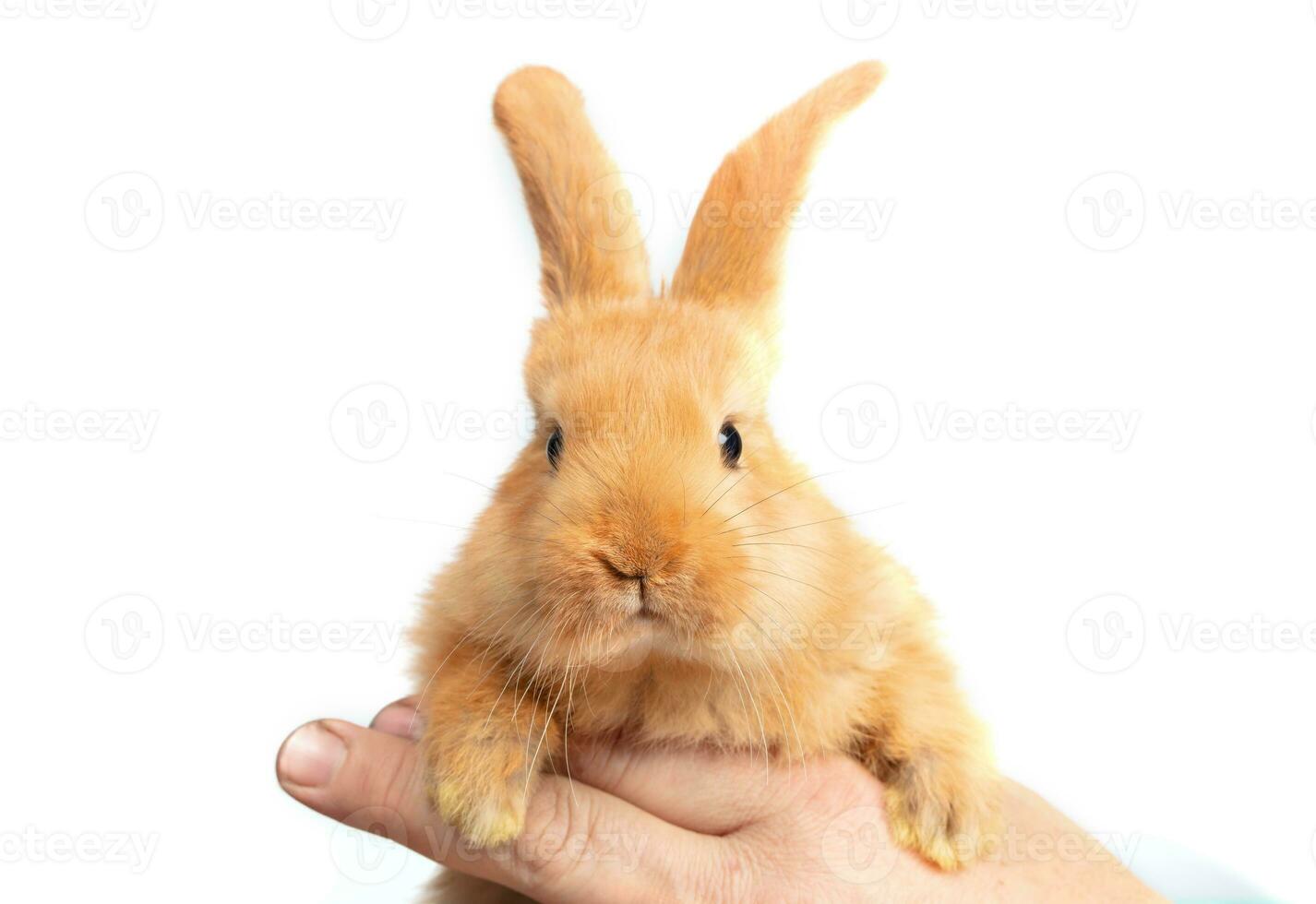 A person's hand holds a small red rabbit on a white background. photo