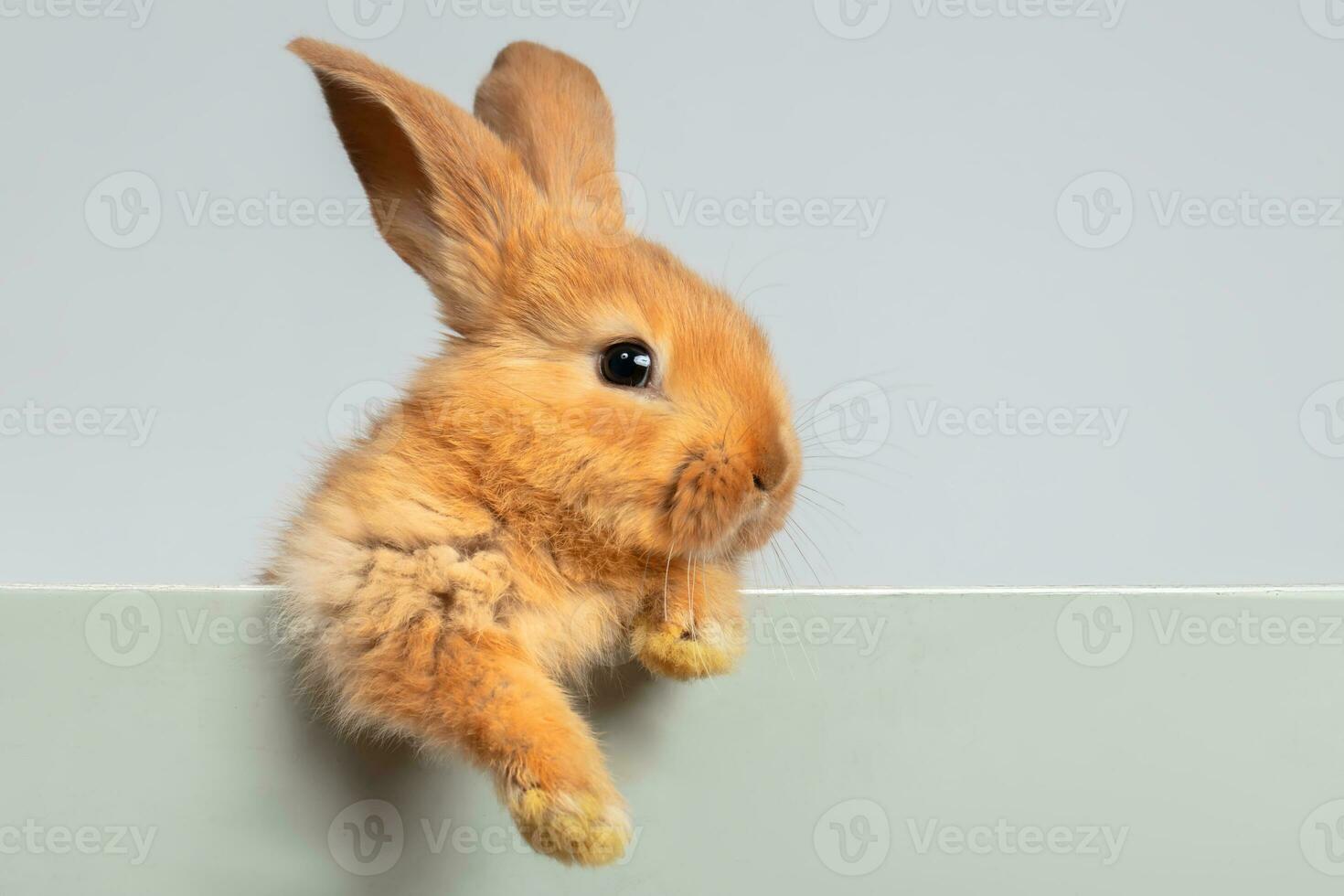A funny red rabbit hung its fluffy paw on the board. photo