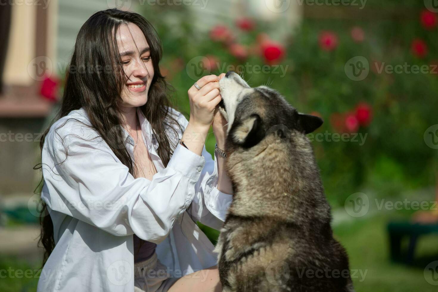 A beautiful girl is playing with a Husky dog. photo