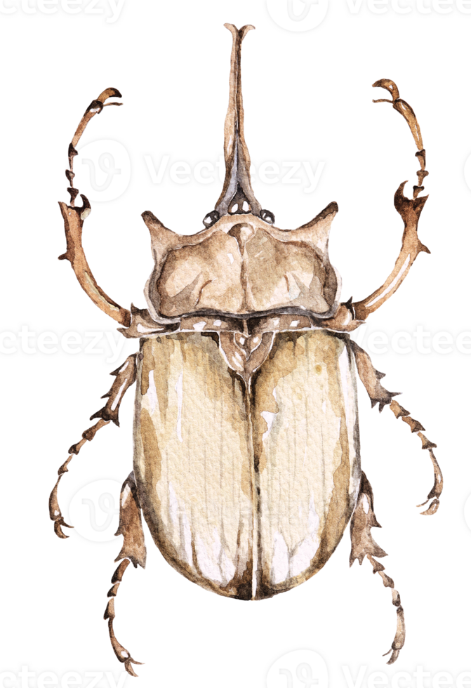 Beetle watercolor.Hand drawn insect illustration. png