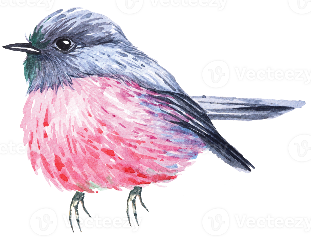 Pink Robin's illustration painted with watercolor.Hand painted pink cute bird with watercolor.Poultry living in ferny temperate rainforest. png