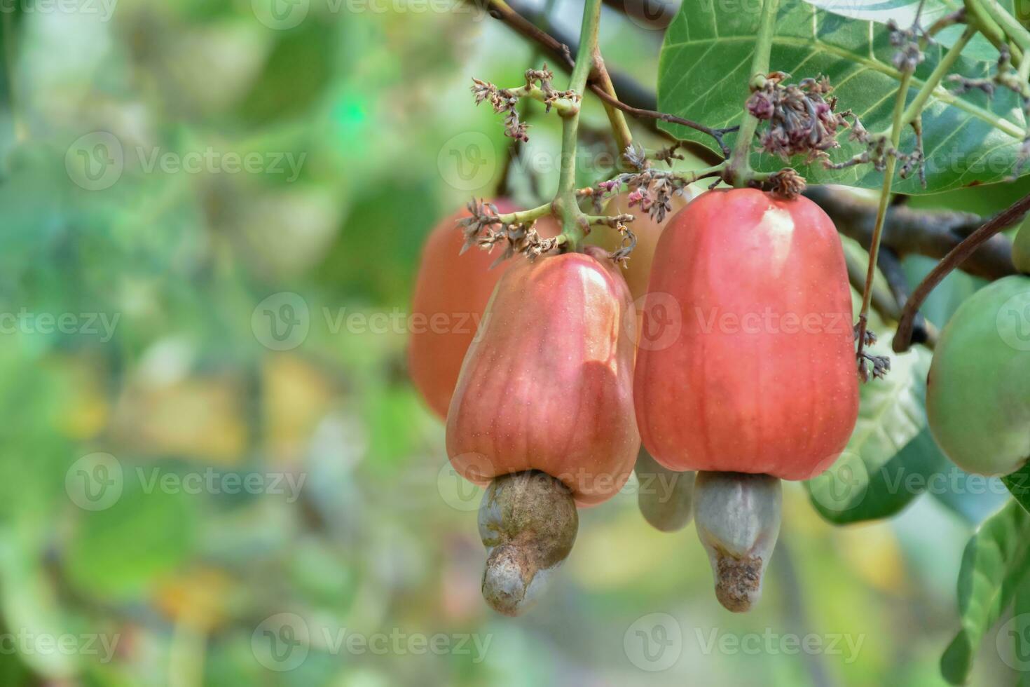 Ripe and raw cashew apple fruits, soft and selective focus. photo