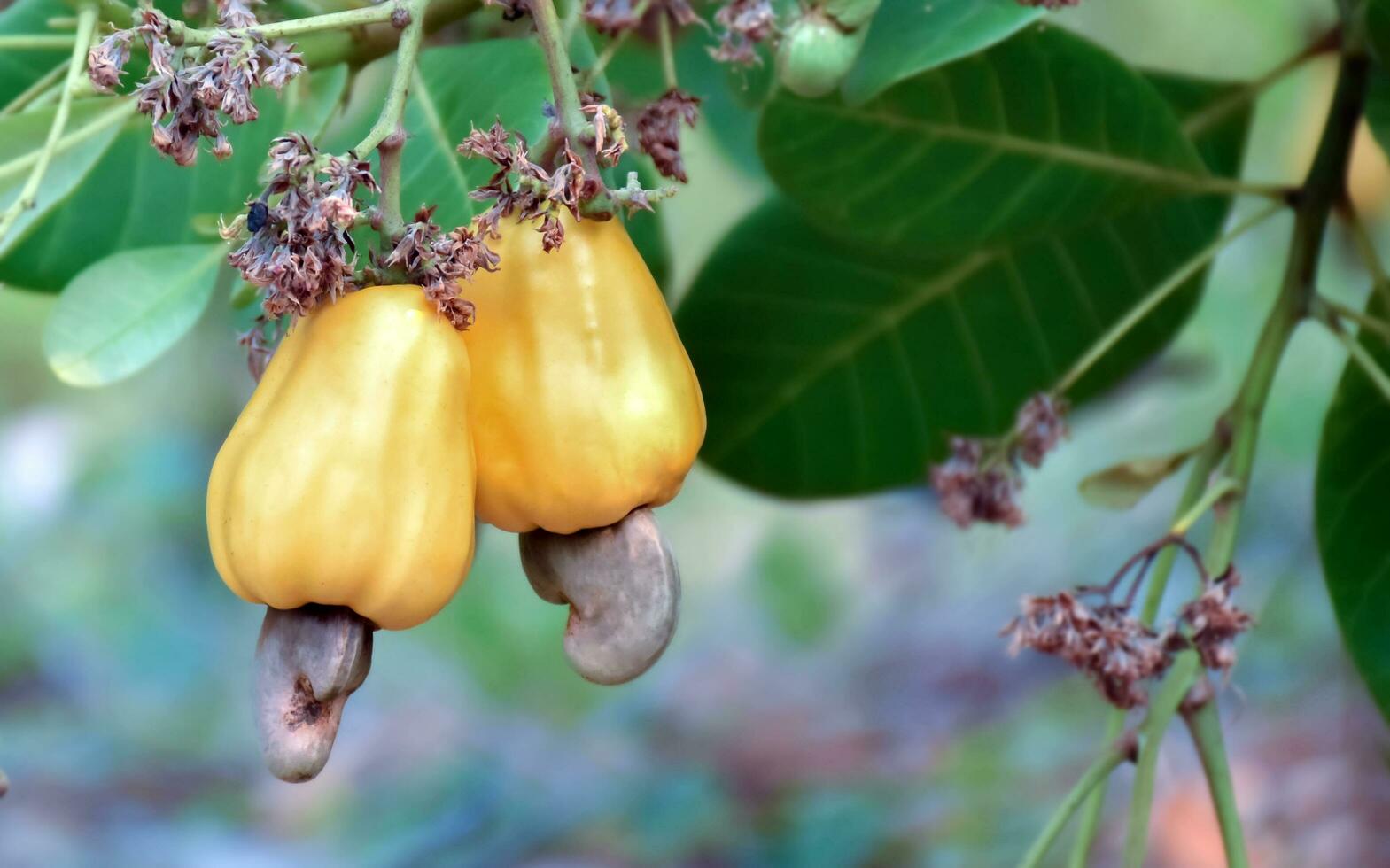 Ripe and raw cashew apple fruits, soft and selective focus. photo