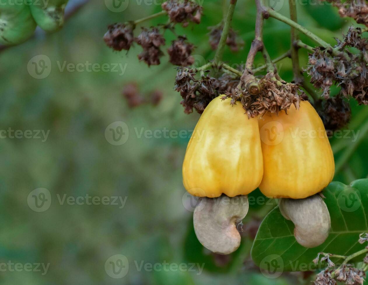 Ripe and raw cashew apple fruits, soft and selective focus. photo