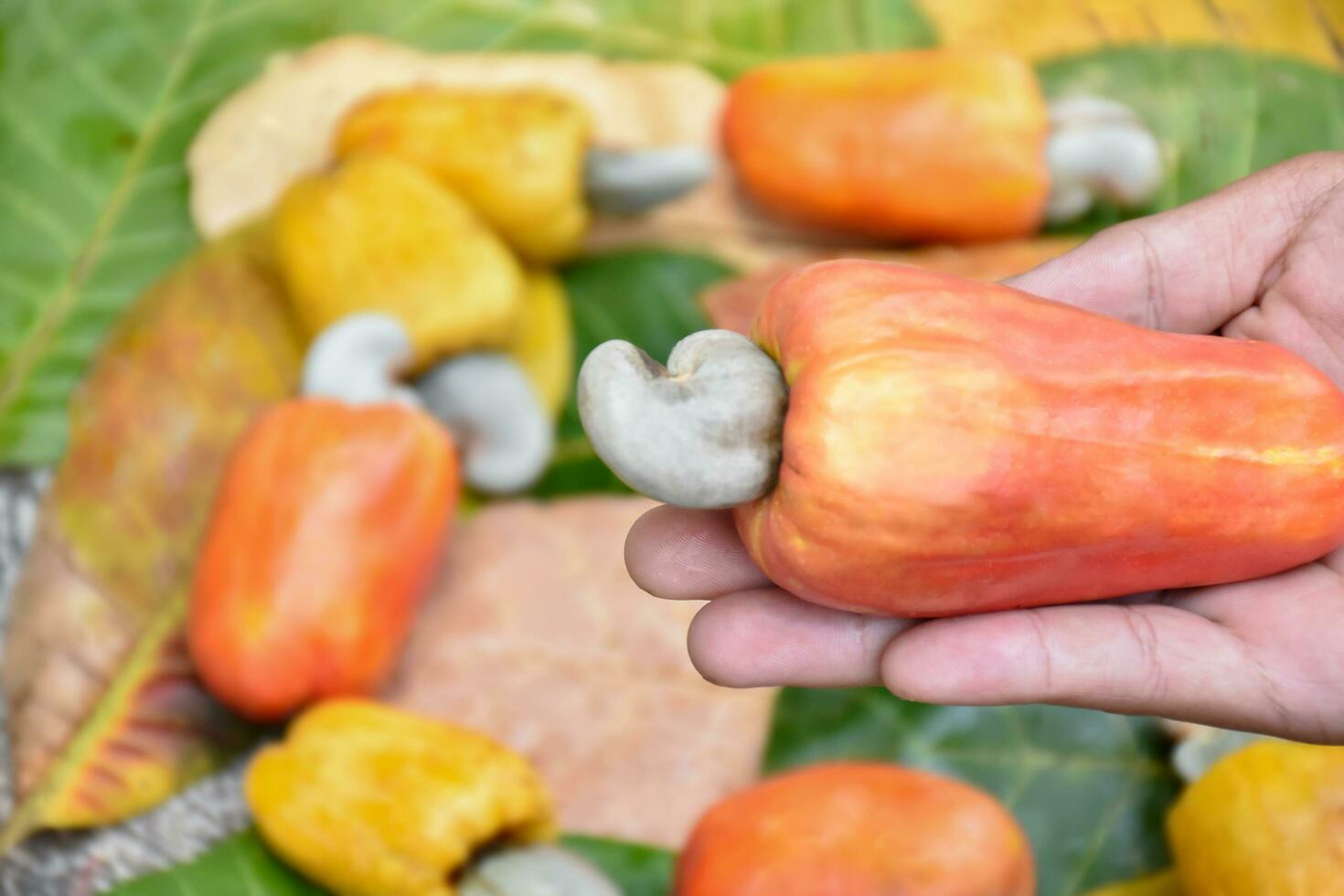 Ripe and raw cashew apple fruits on palm of gardener, soft and selective focus. photo