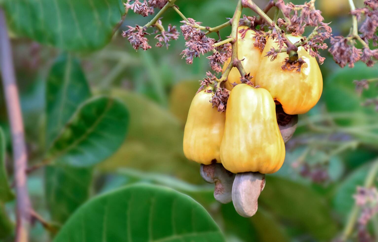 Ripe and raw cashew apple fruits, soft and selective focus. photo