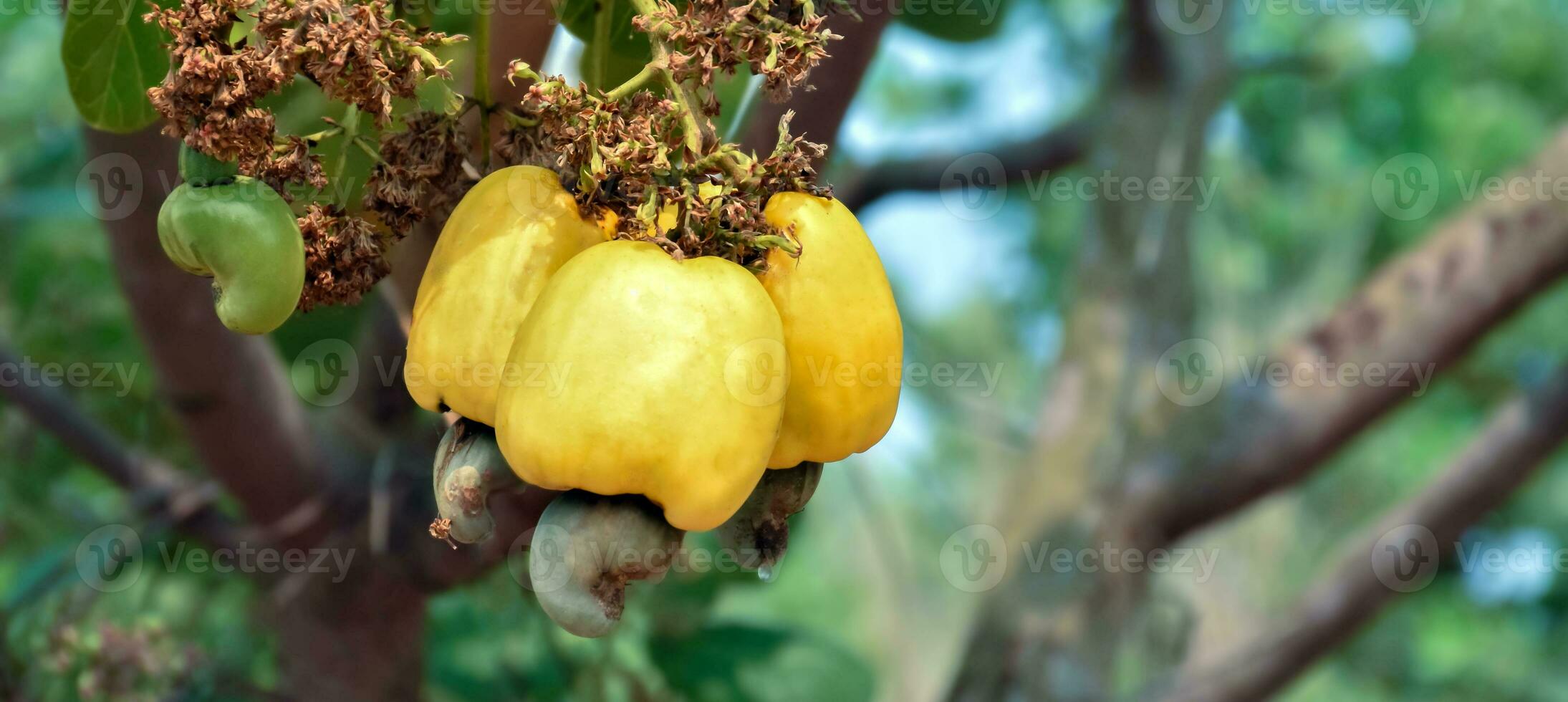 Ripe and raw cashew apple fruits, soft and selective focus. photo