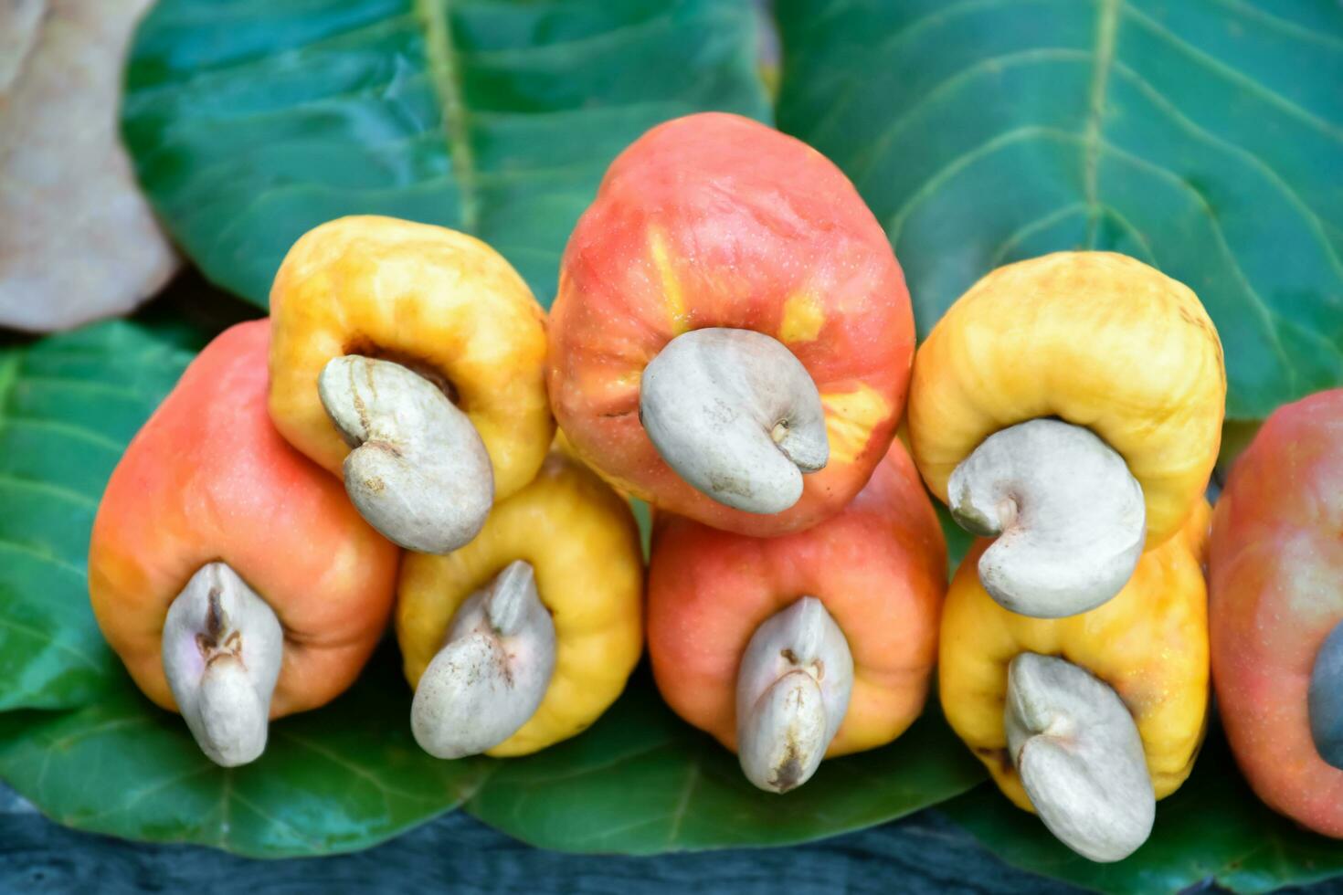 Ripe and raw cashew apple fruits, soft and selective focus. photo