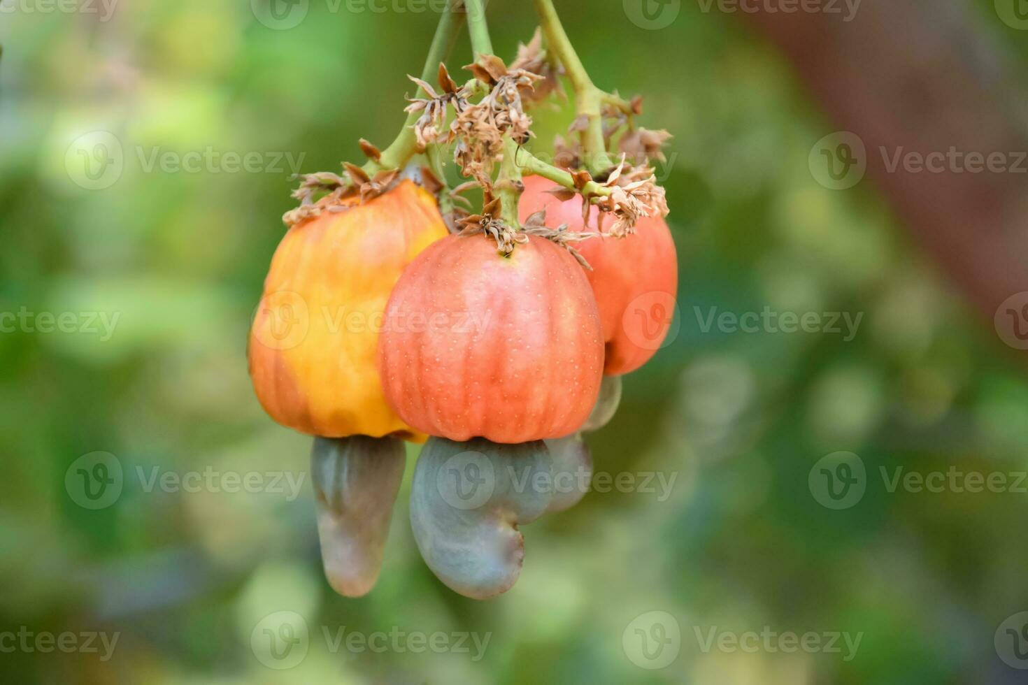 Ripe and raw cashew apple fruits, soft and selective focus. photo