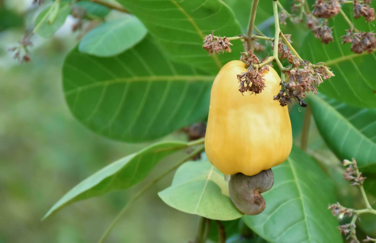 Ripe and raw cashew apple fruits, soft and selective focus. photo