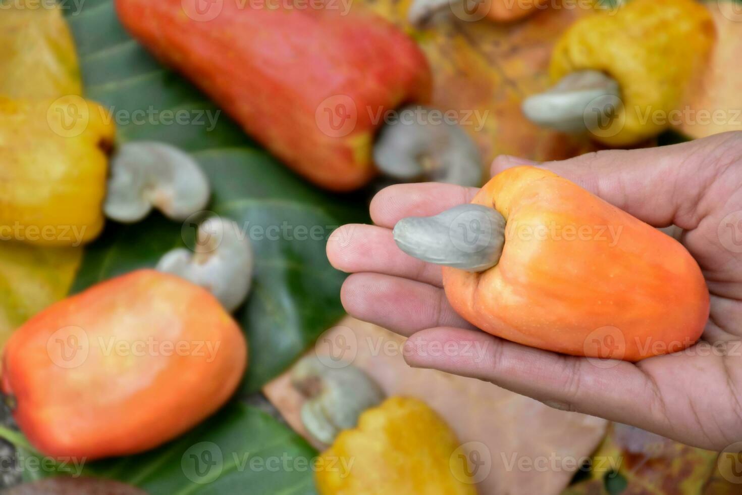 Ripe and raw cashew apple fruits on palm of gardener, soft and selective focus. photo