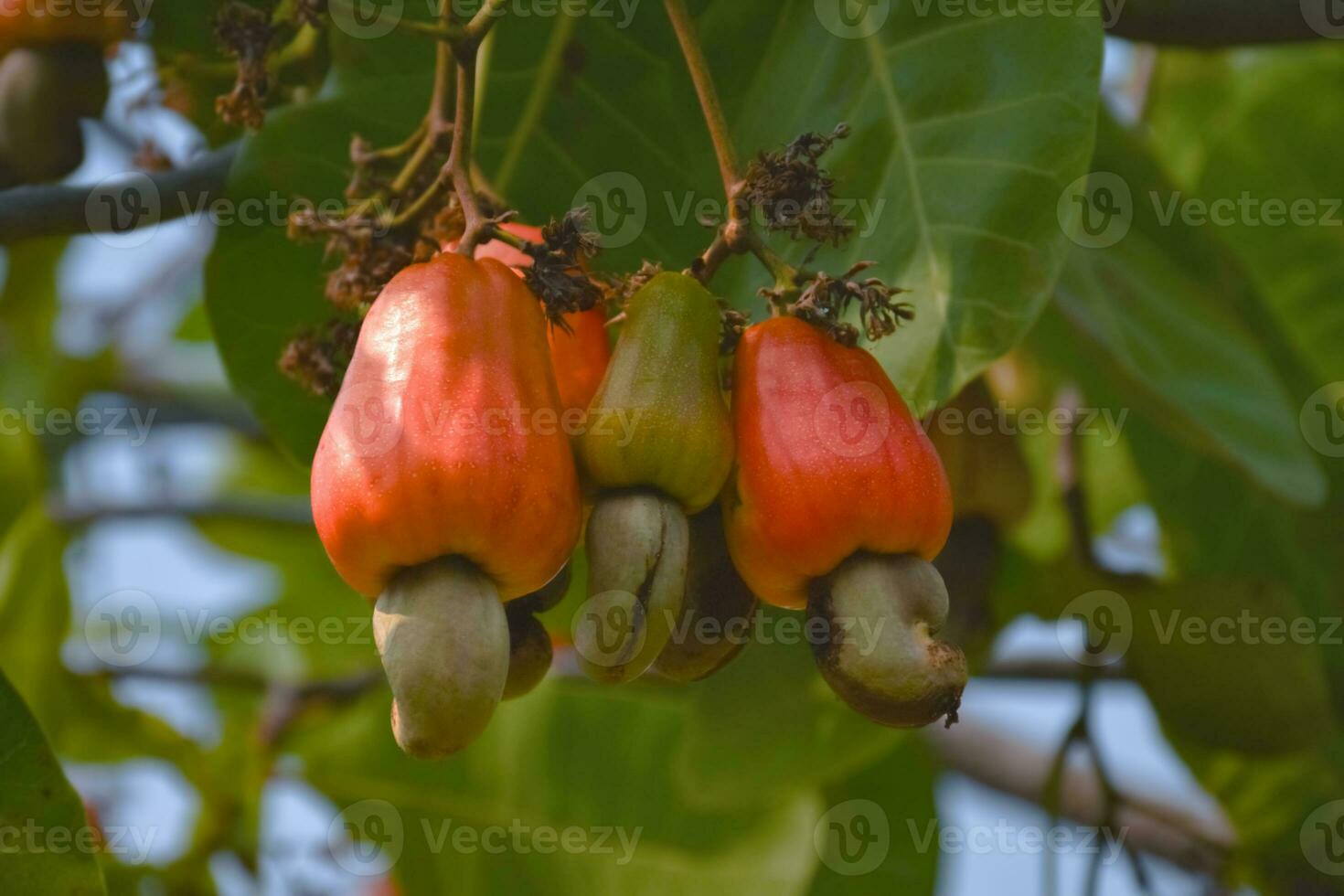 Ripe and raw cashew apple fruits, soft and selective focus. photo