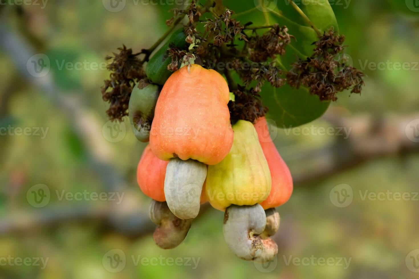 Ripe and raw cashew apple fruits, soft and selective focus. photo
