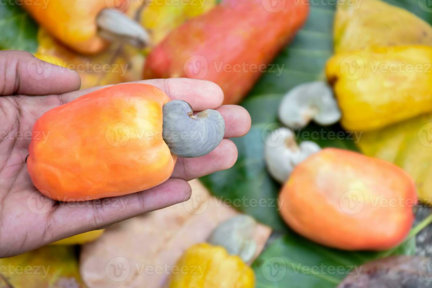 Ripe and raw cashew apple fruits on palm of gardener, soft and selective focus. photo