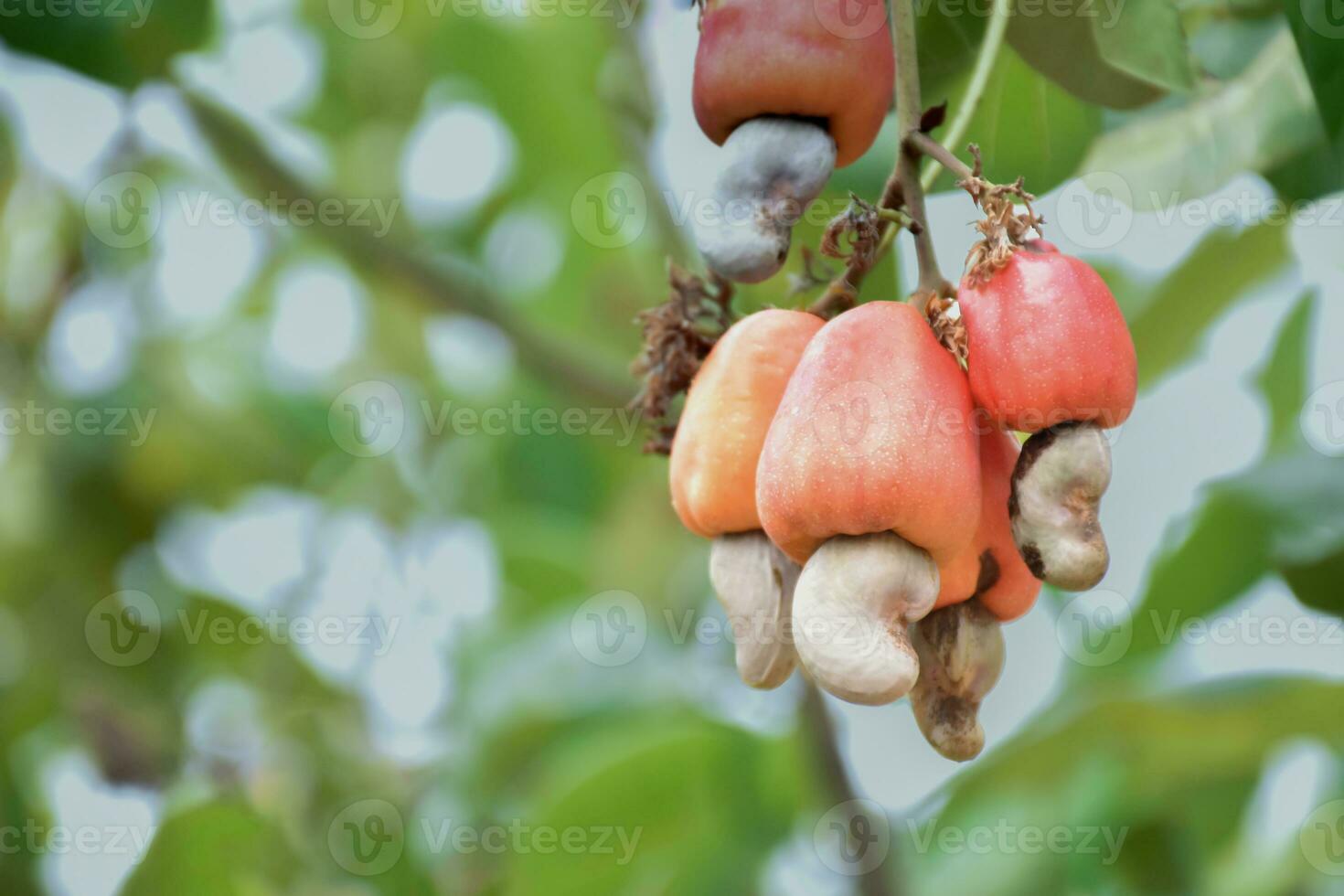 Ripe and raw cashew apple fruits, soft and selective focus. photo