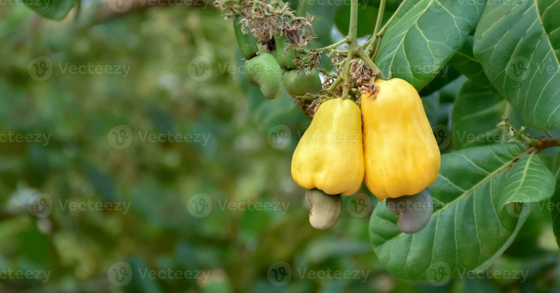 Ripe and raw cashew apple fruits, soft and selective focus. photo