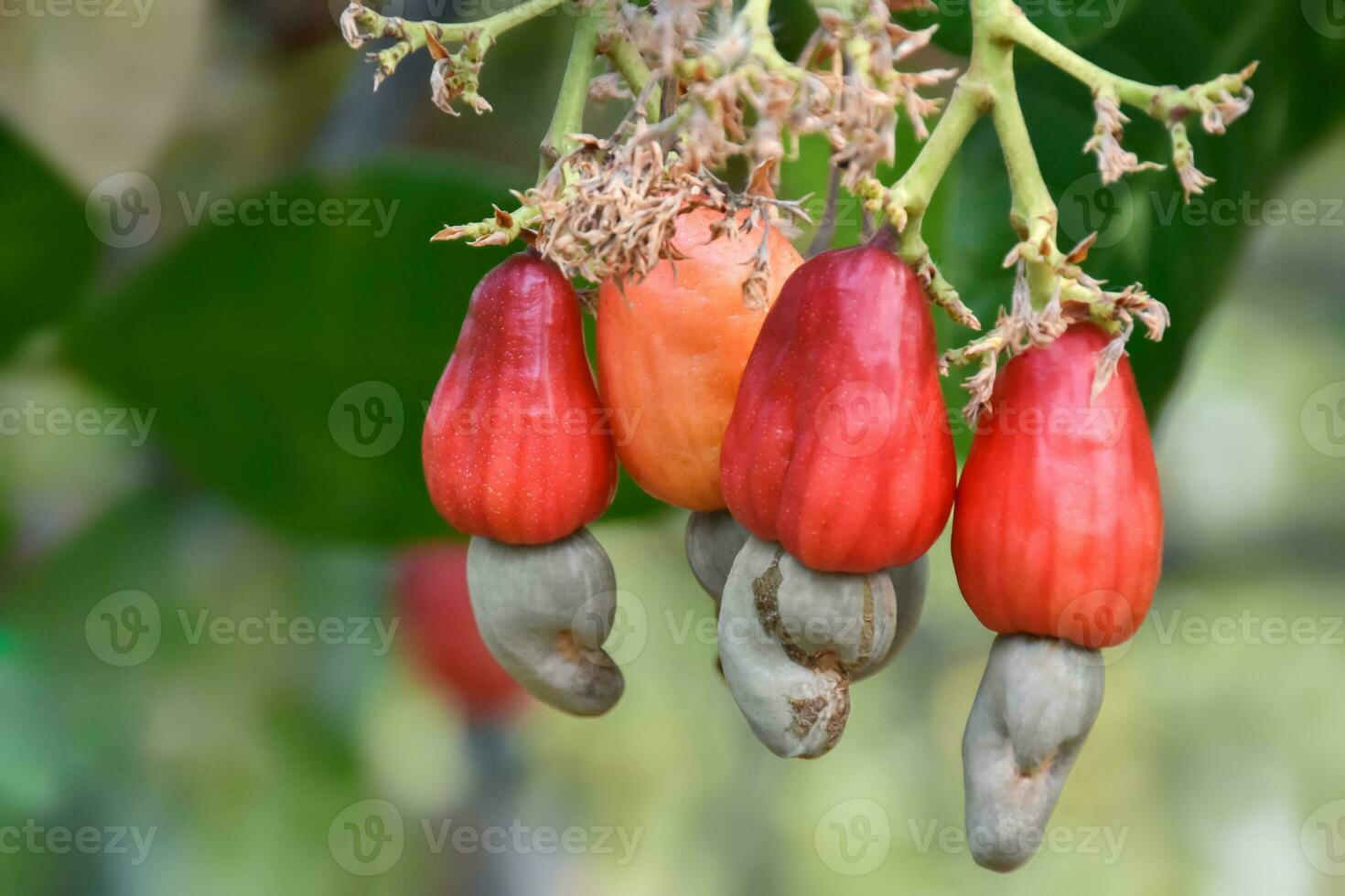 Ripe and raw cashew apple fruits, soft and selective focus. photo