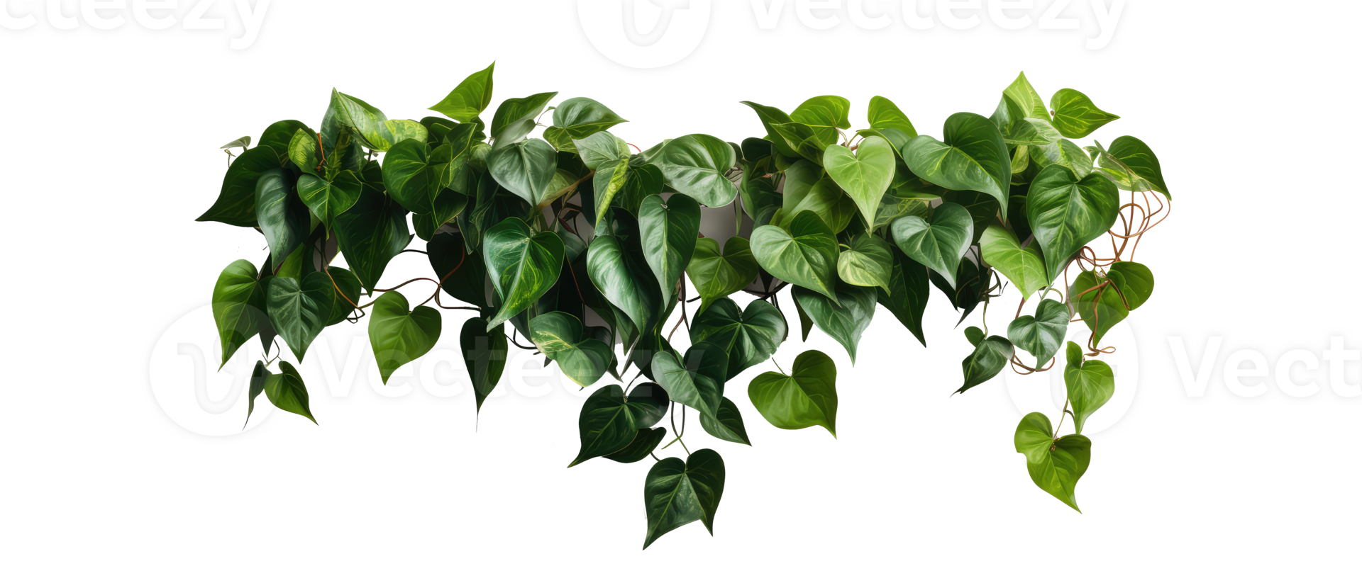 Hanging vines, creepers, leaves, forest, shrubs . AI Generated png