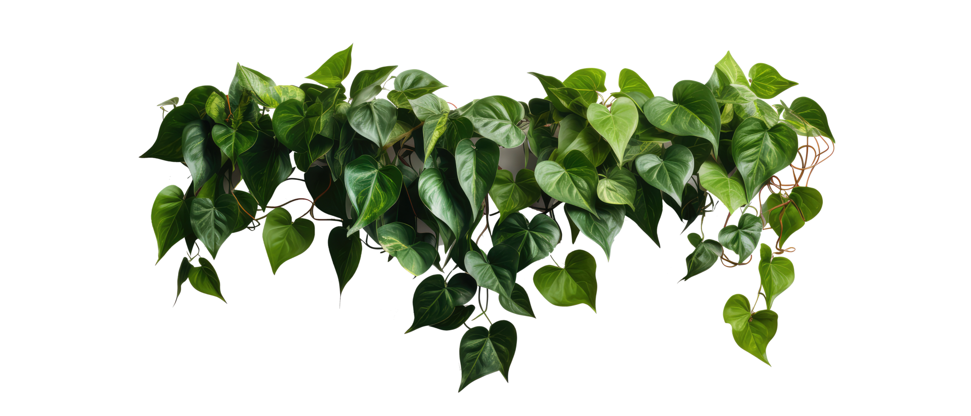 Hanging vines, creepers, leaves, forest, shrubs . AI Generated 34384211 PNG