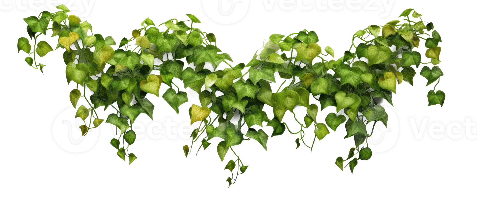 Hanging vines, creepers, leaves, forest, shrubs . AI Generated png