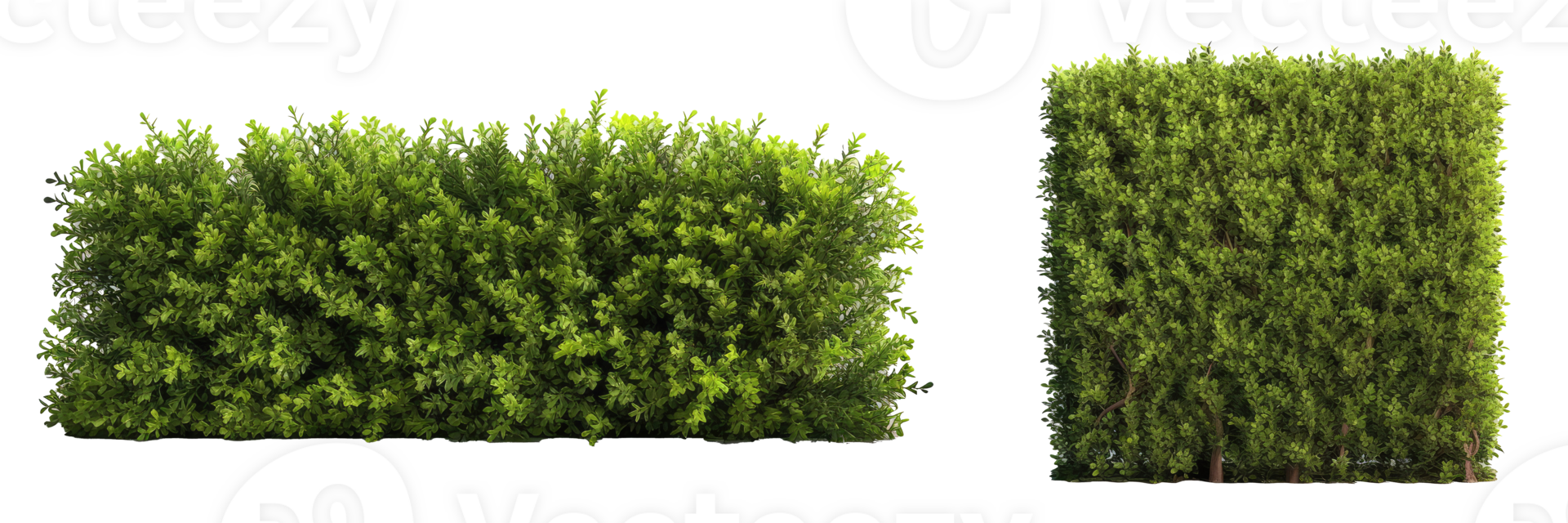green grass neatly trimmed boxwood hedge, providing structure and privacy in garden design . AI Generated png