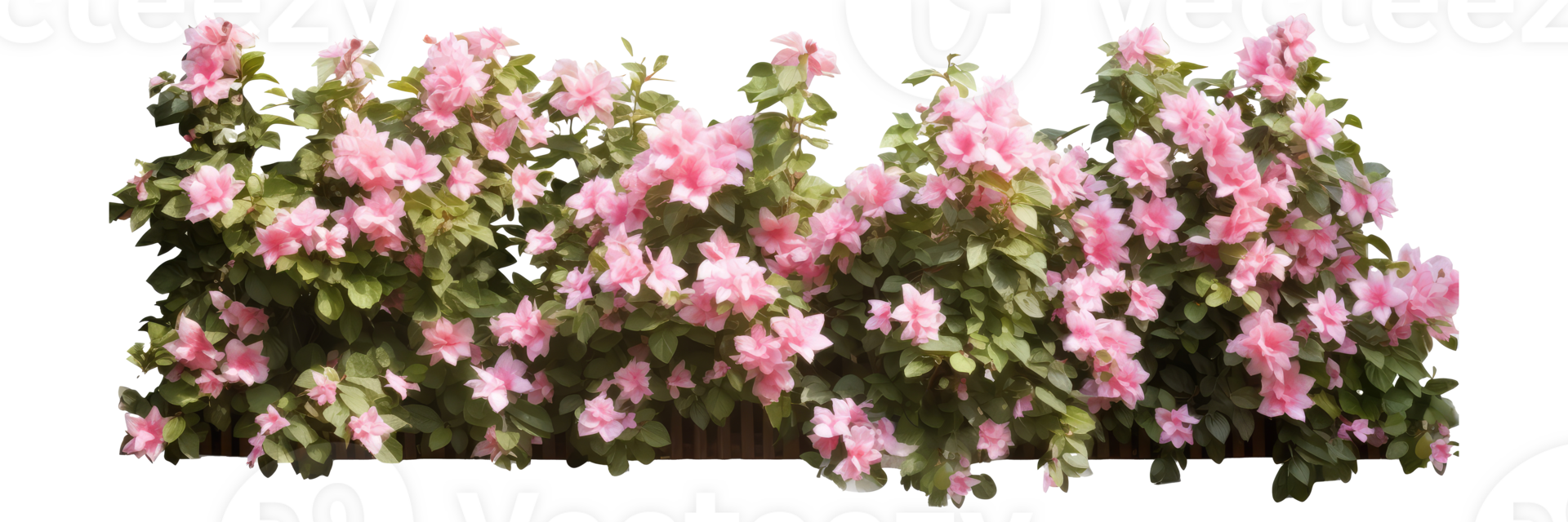Tropical Flower shrub bush fence tree isolated plant with clipping path . AI Generated png