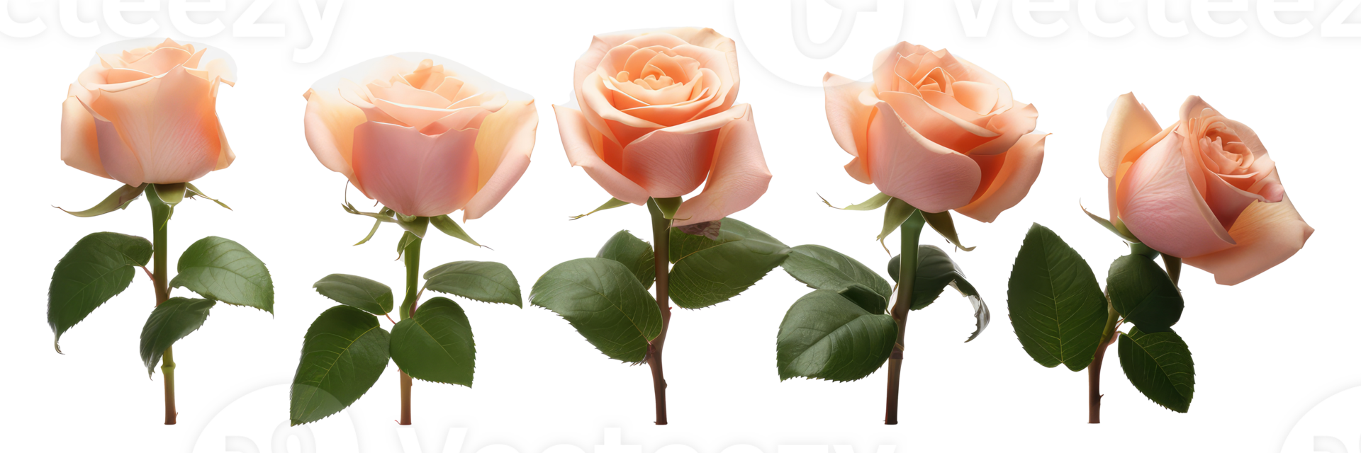 row of rose . AI Generated png