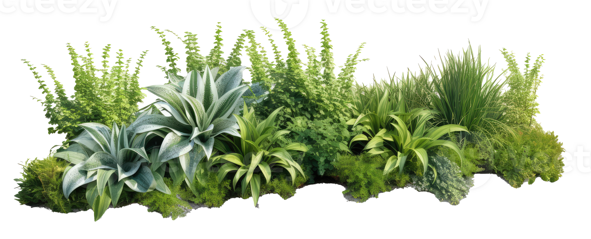 garden containing Rosmarinus officinalis Rosemary and Hosta plantaginea Plantain leaved hosta . AI Generated png