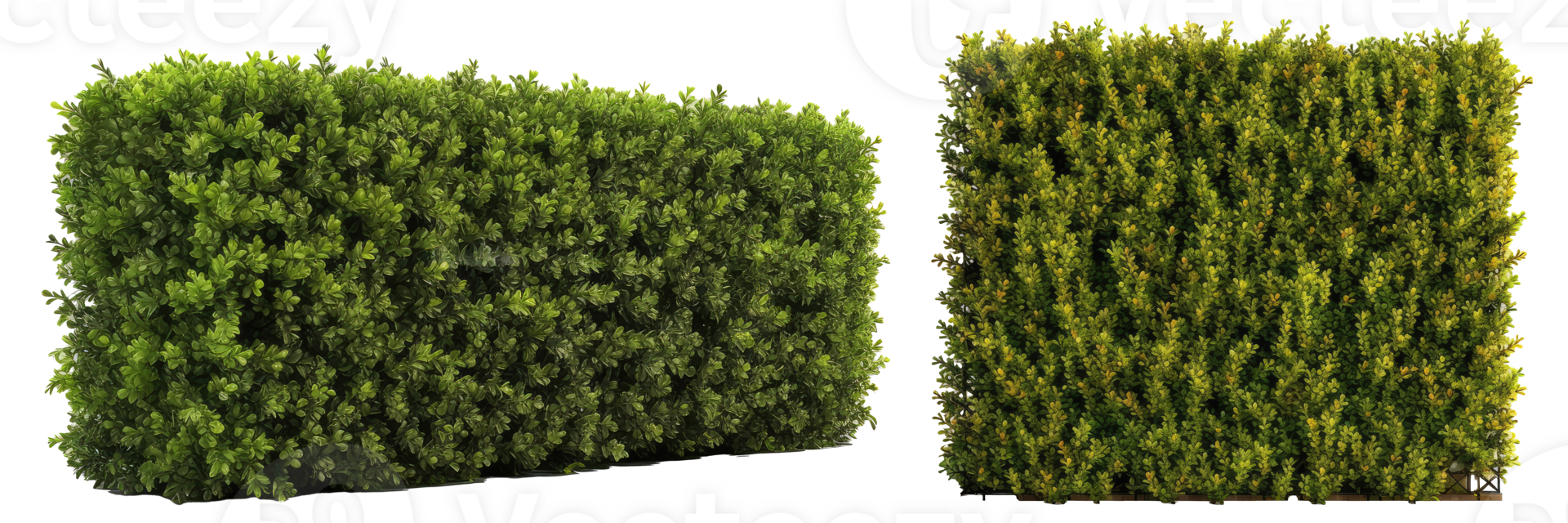 green grass neatly trimmed boxwood hedge, providing structure and privacy in garden design . AI Generated png