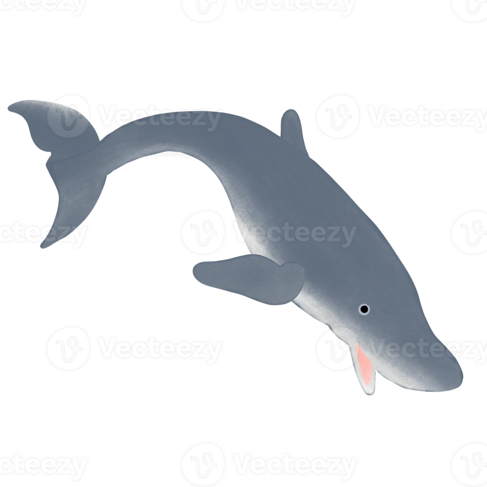 Pygmy sperm whale png