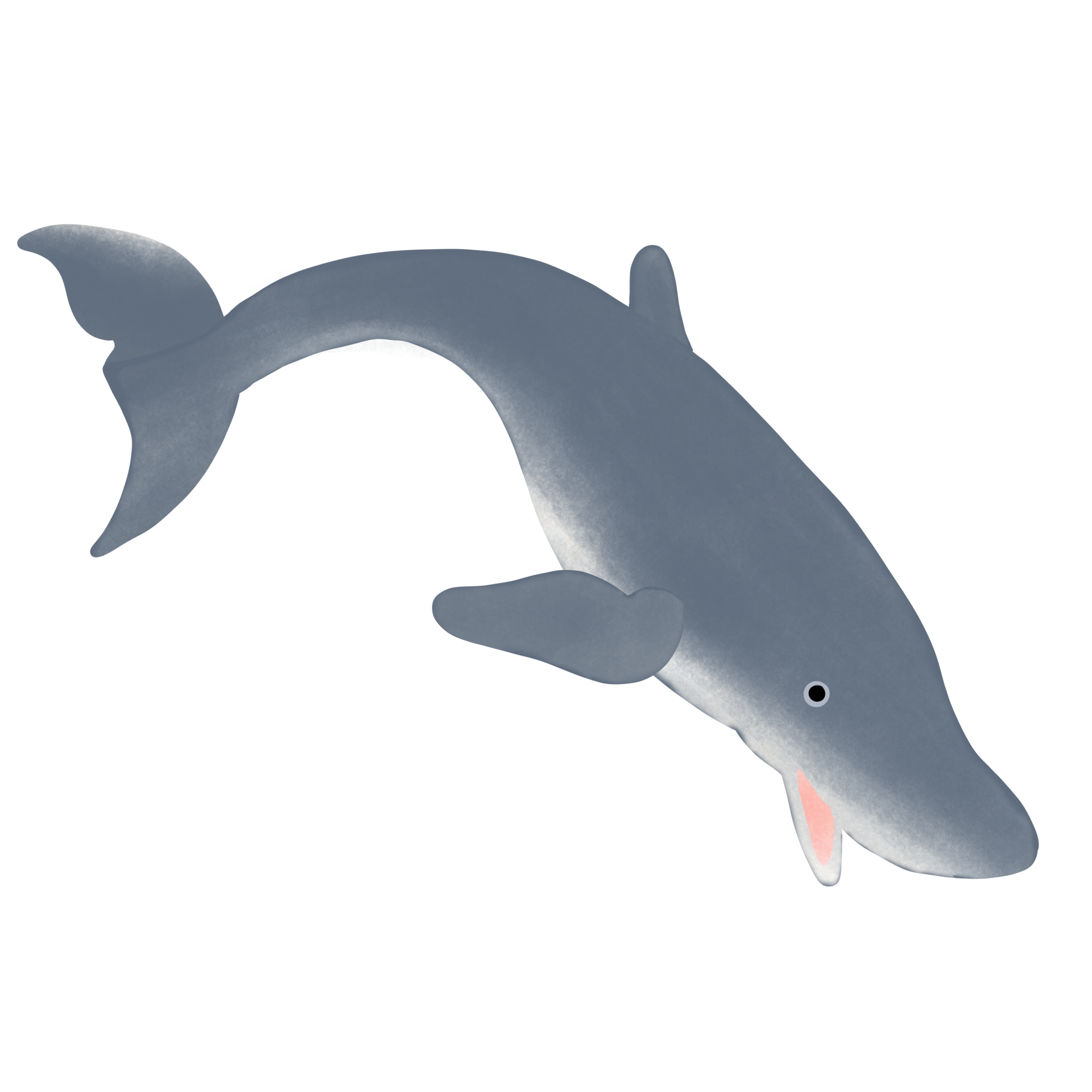 pygmy-sperm-whale-34384681-png