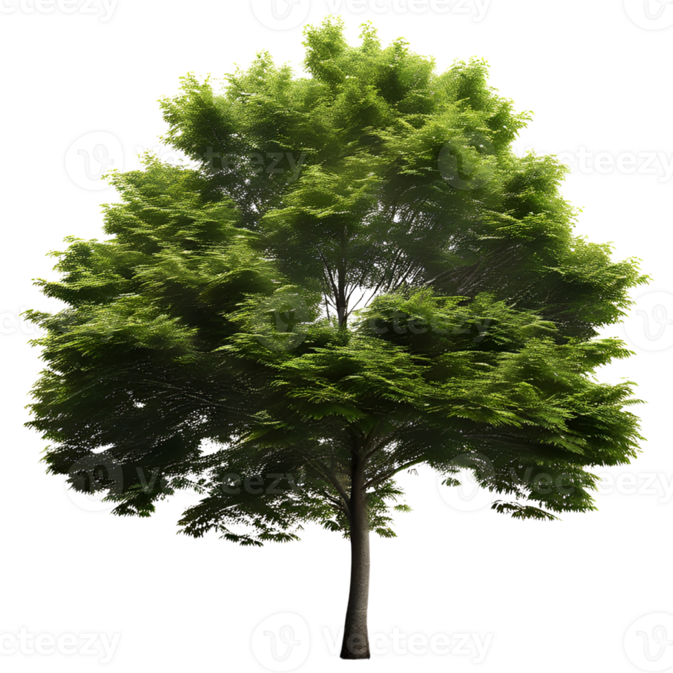 Tree Isolated on a White Background. AI Generative png