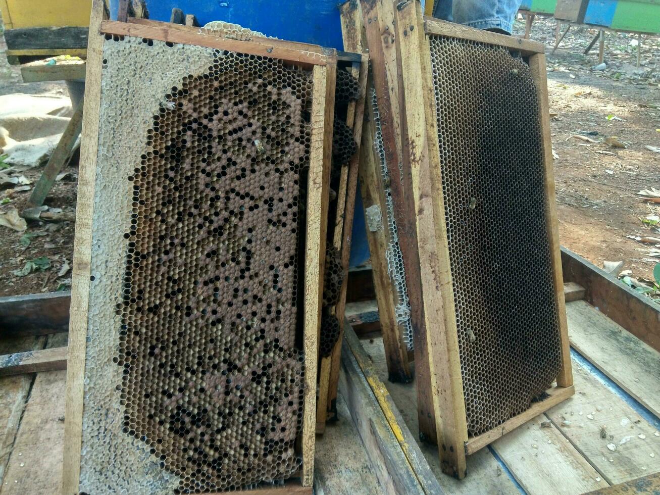 Traditional honey cultivation in Subang, West Java, Indonesia photo
