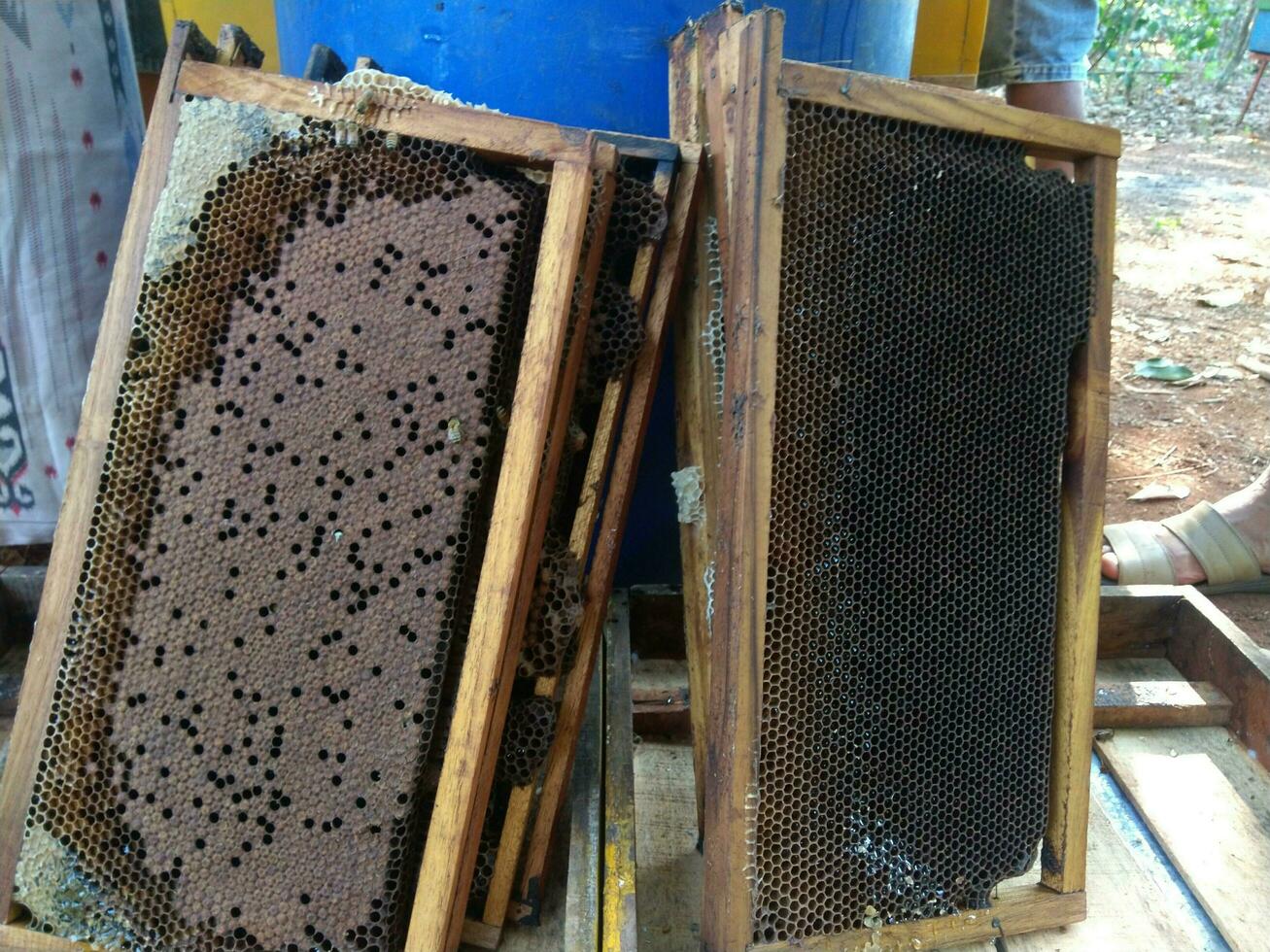 Traditional honey cultivation in Subang, West Java, Indonesia photo