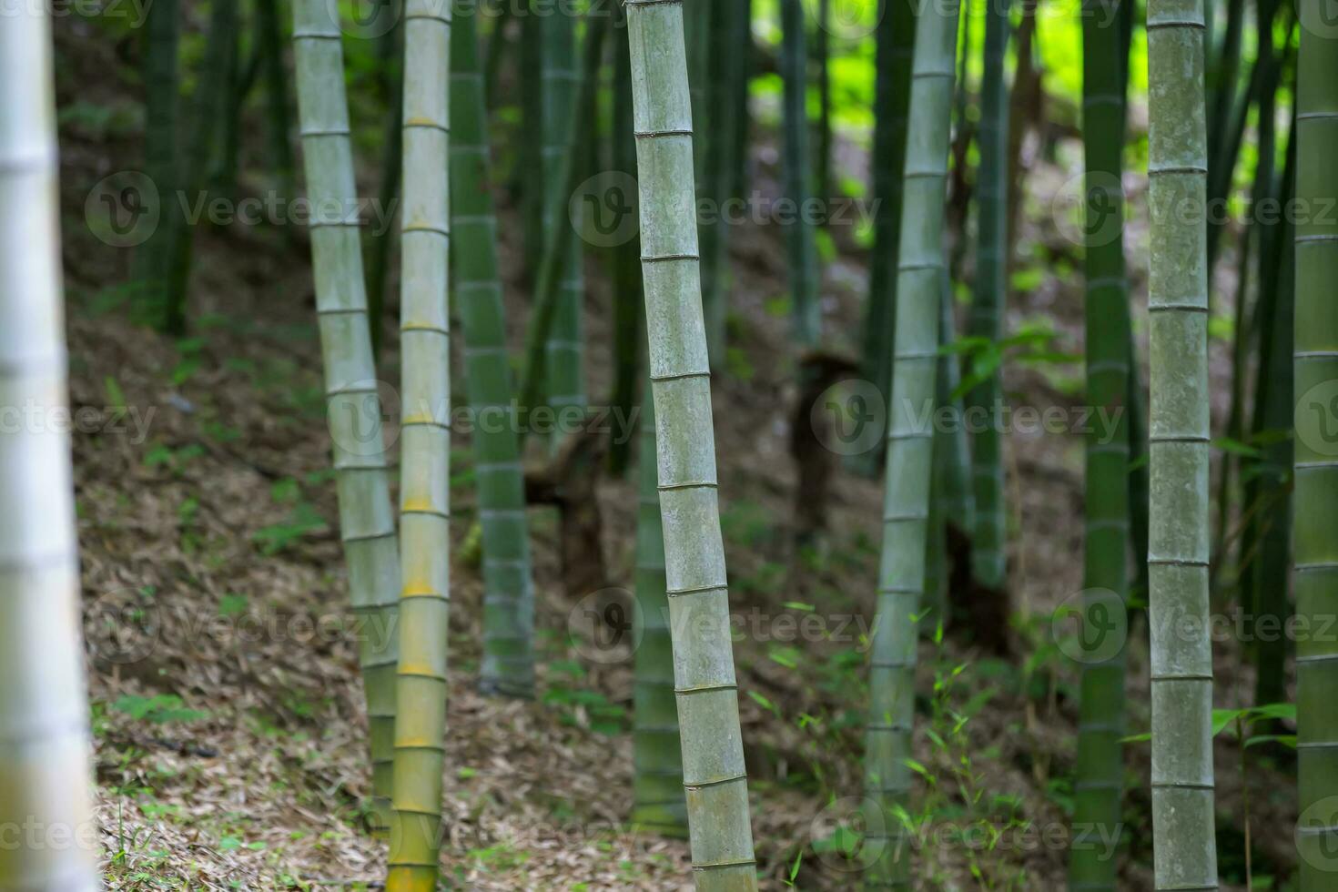 Part of bamboo trunks in a bamboo grove. photo