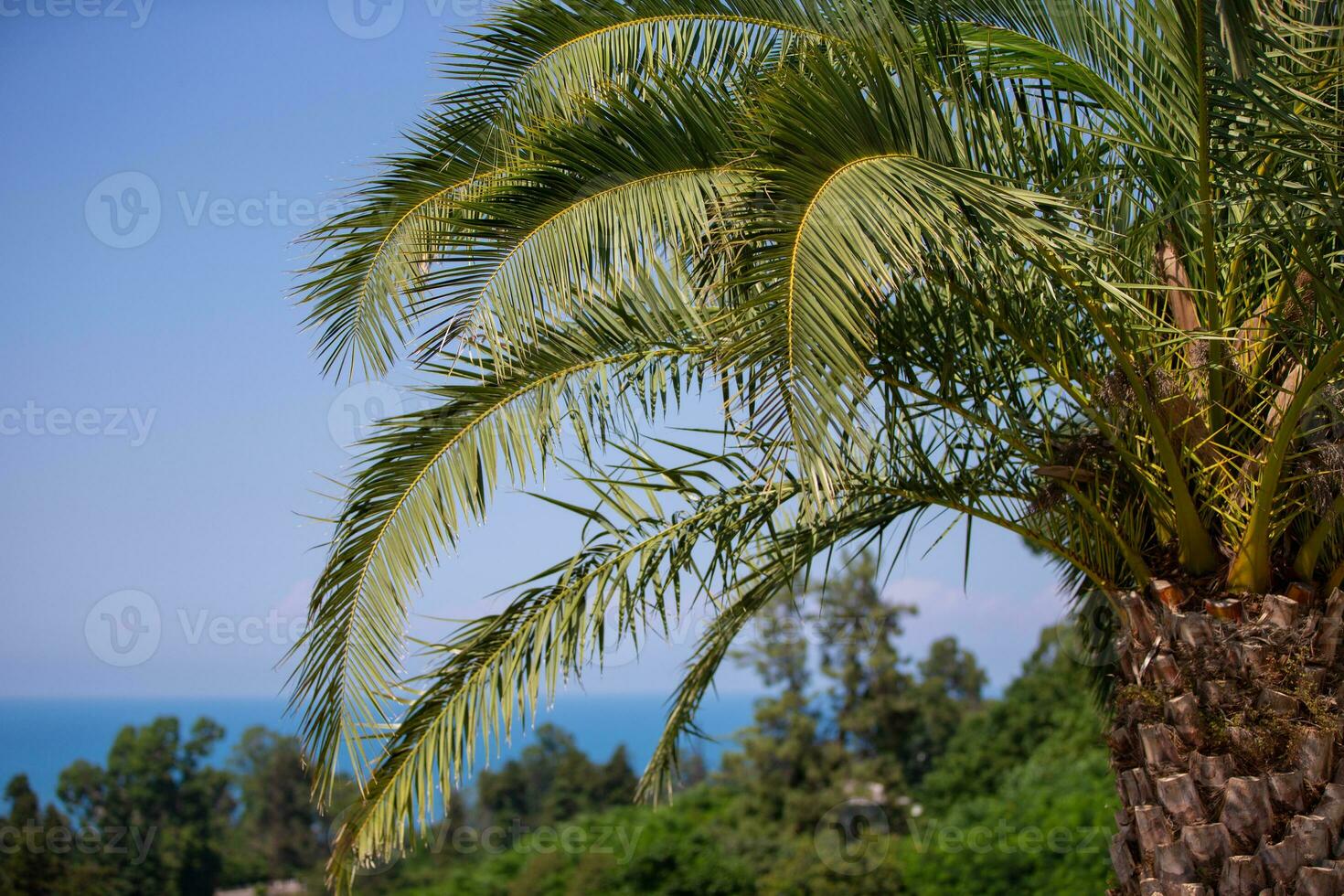 Part of a tropical palm tree with branches against the blue sky. photo