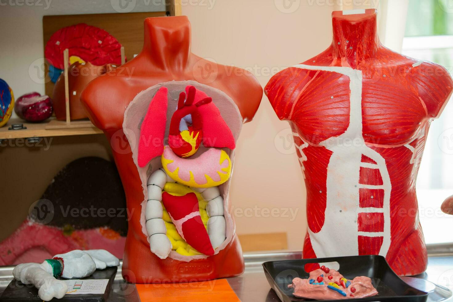 anatomía modelo de el humano cuerpo en un blanco antecedentes. parte de humano cuerpo modelo con Organo sistema. médico educación concepto. foto