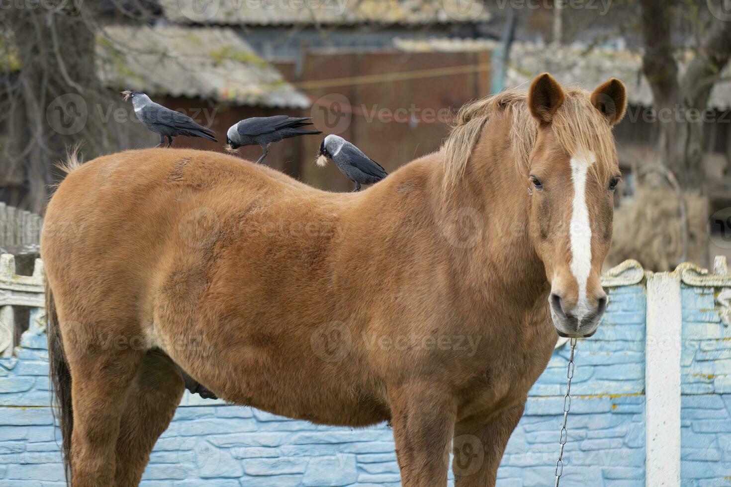 Country life. Birds sit on the back of a horse and pull out its hair to build a nest. photo