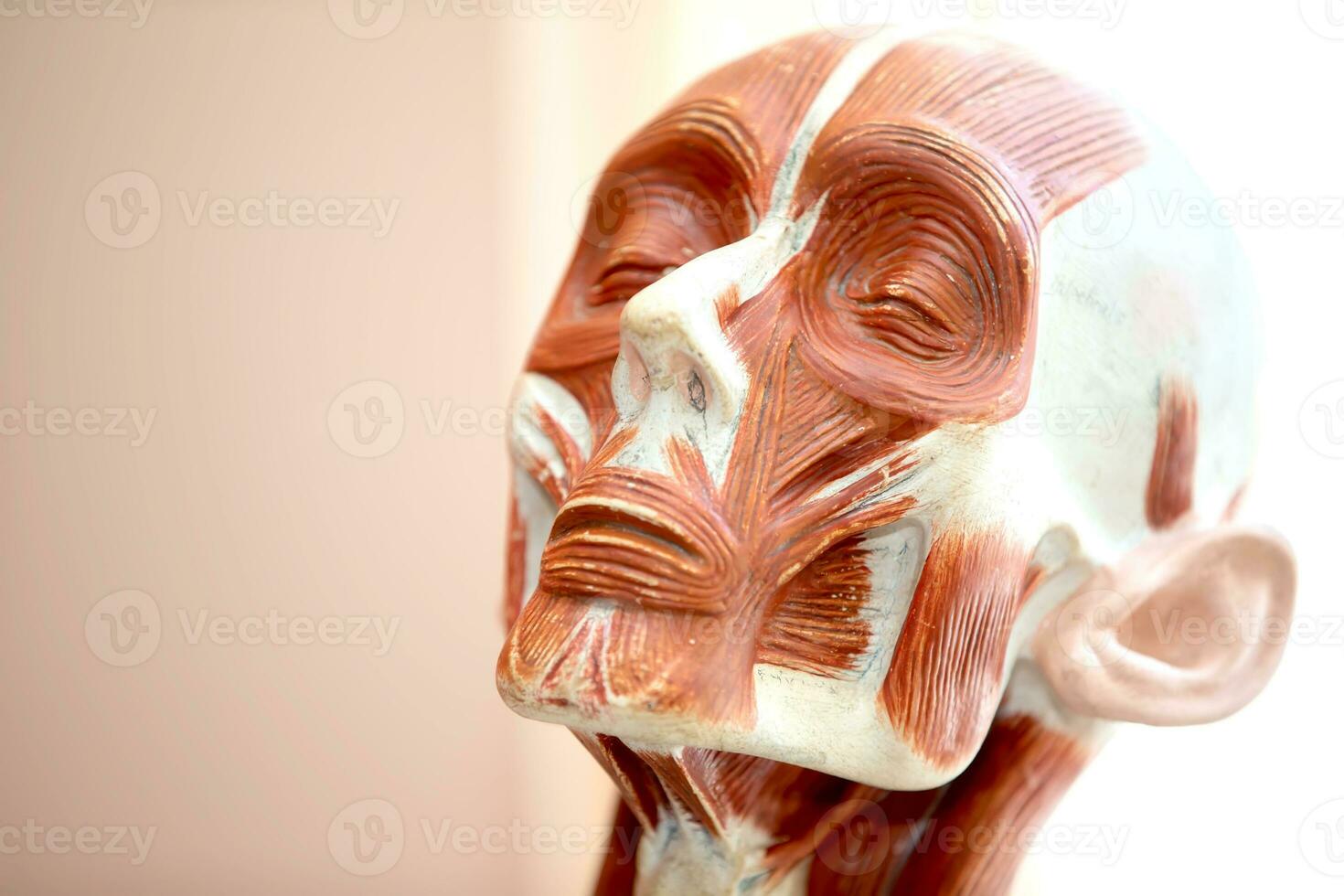 Human head anatomy model for education.Human Face Anatomy photo