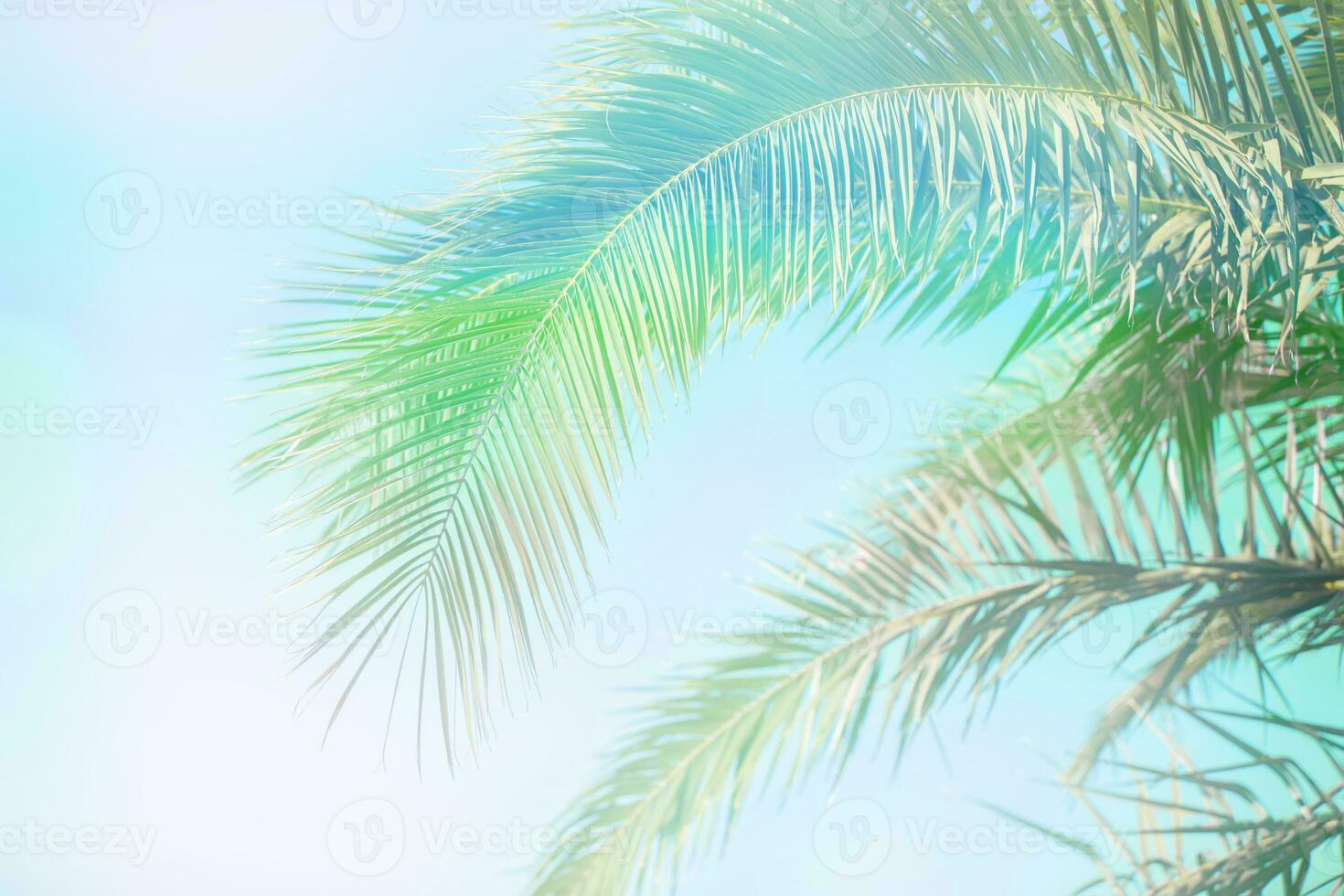 Palm trees against the blue sky, Palm trees on the tropical coast, vintage toned and stylized. photo