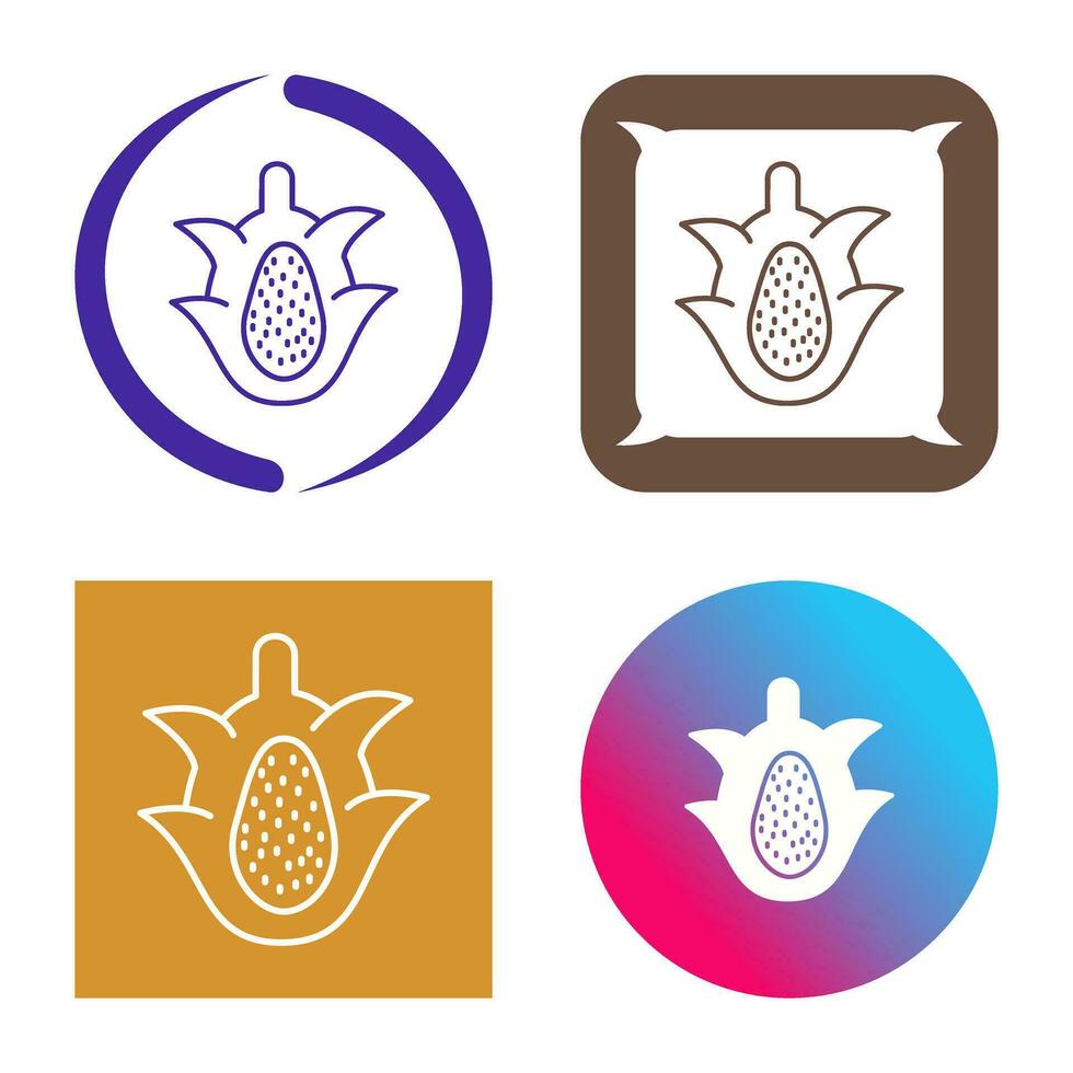 Dragon Fruit Vector Icon