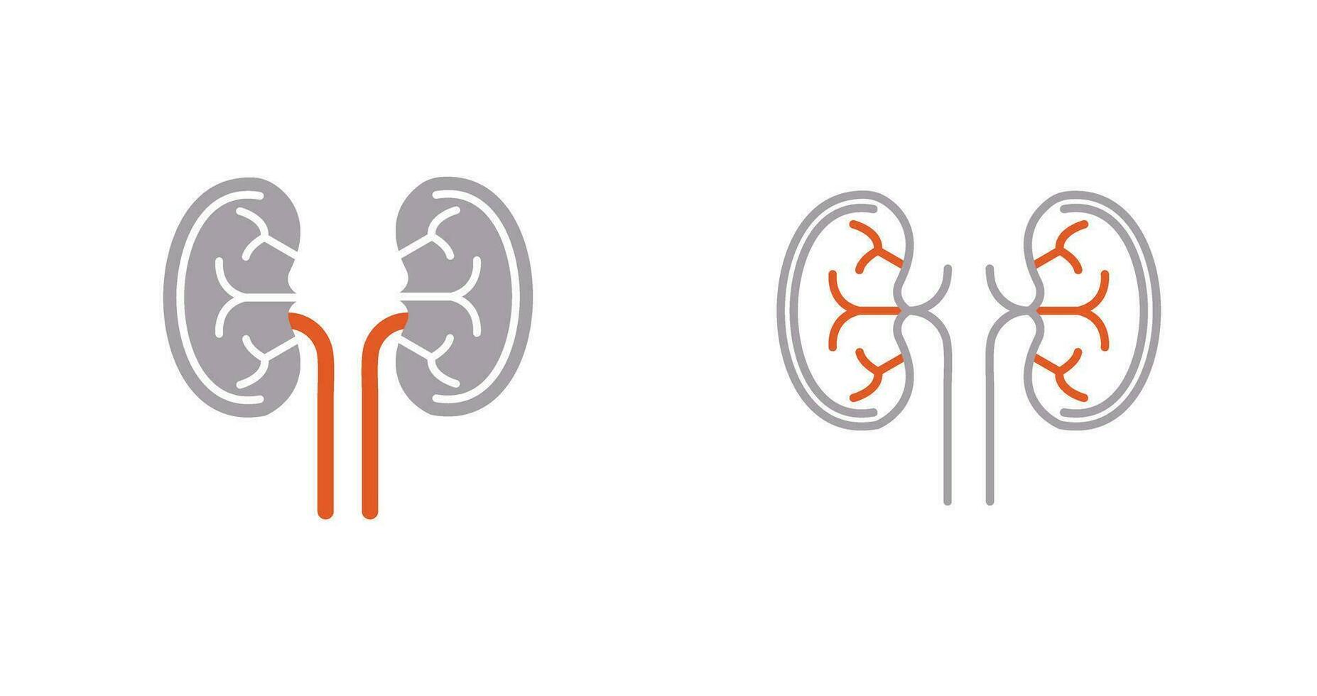 Kidney Vector Icon