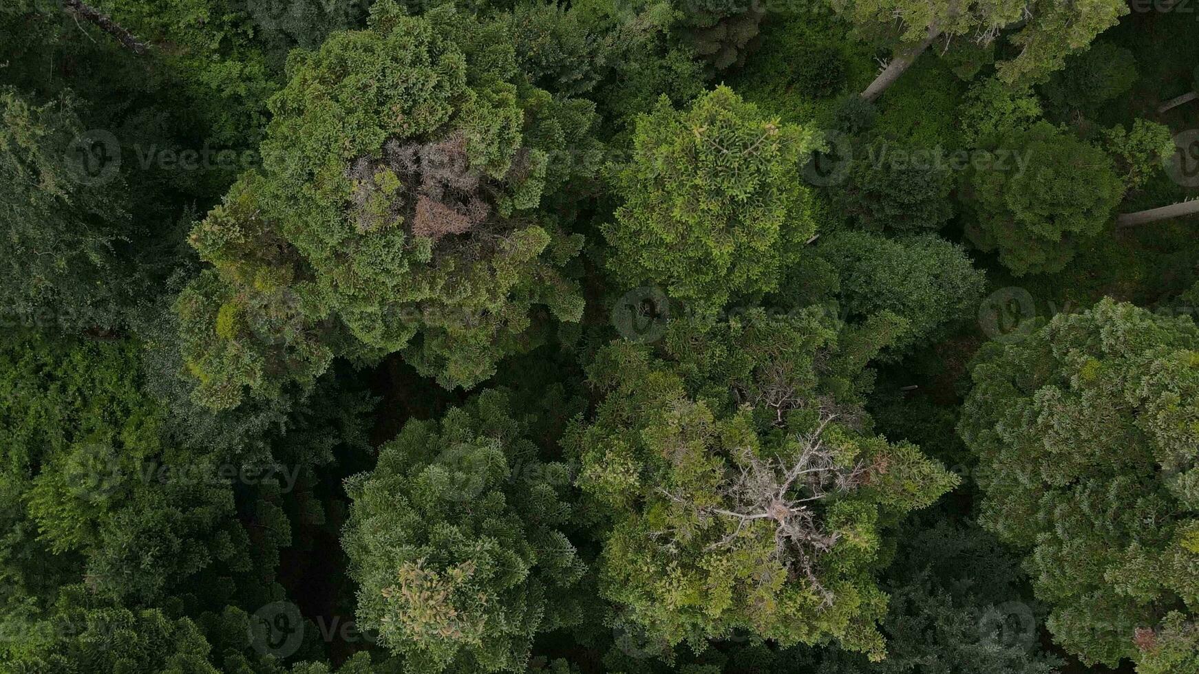 Natural forest aerial top view photo