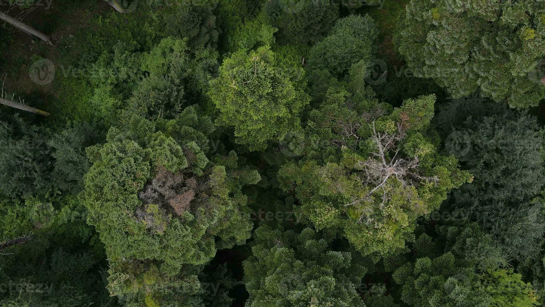 Natural forest aerial top view photo