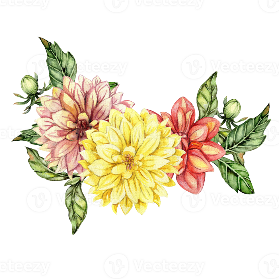 Watercolor dahlia flowers composition. png