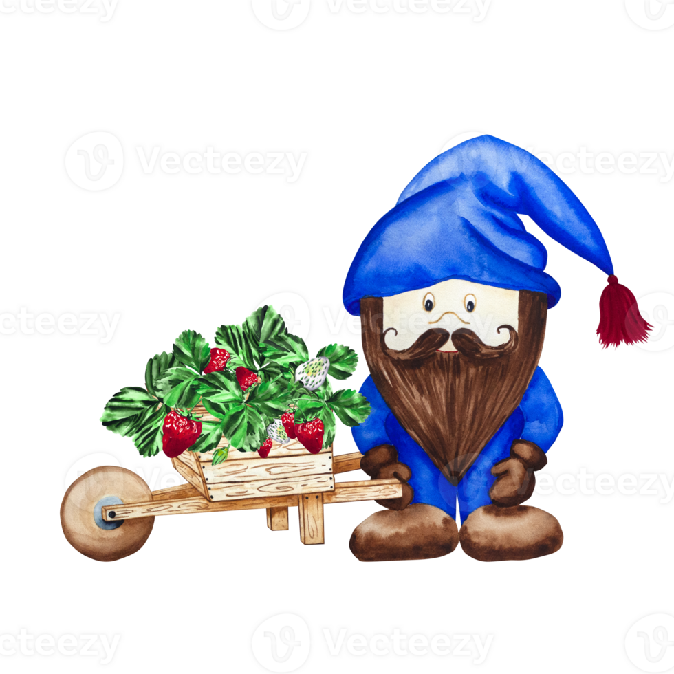 Garden cart gnome with Victoria. Ripe strawberries in botanical style on a transparent background. For your design png