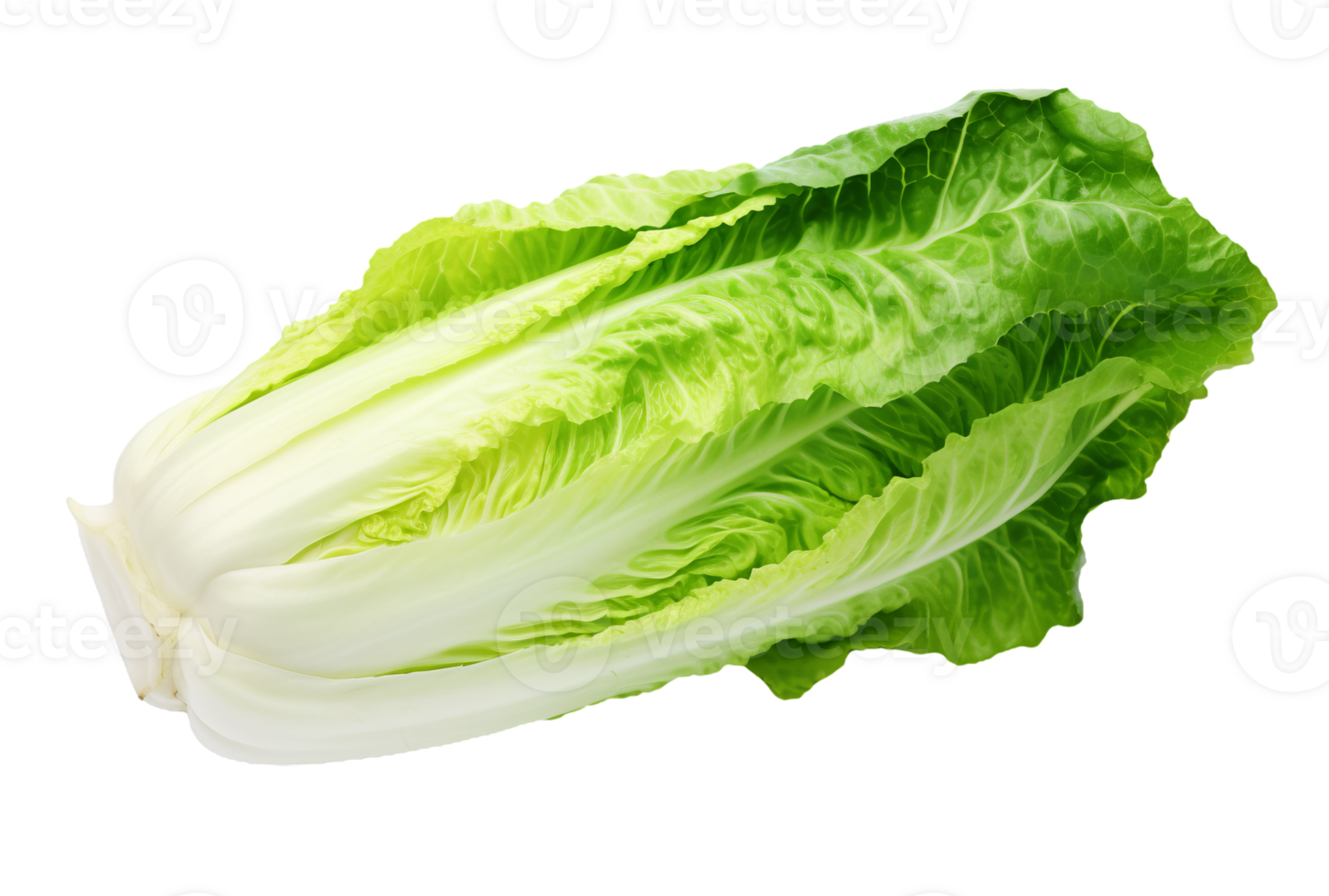 Fresh chinese cabbage isolated on transparent background png