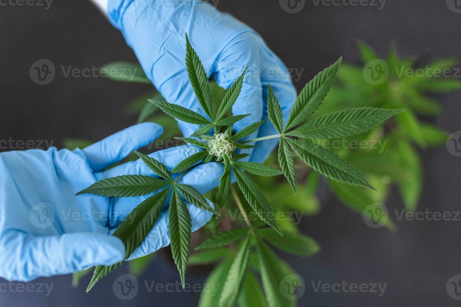 large number of cannabis flowers the hands of  employee concepts of profuse cultivation photo
